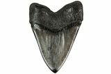 Fossil Megalodon Tooth - Polished Blade #204582-2